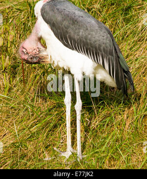 Marabu Lager putzen Federn in Gefangenschaft im Zoo von Toronto Ontario Kanada Stockfoto