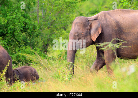 Asiatischer Elefant (Elephas Maximus) im Udawalawe National Park, Sri Lanka Stockfoto