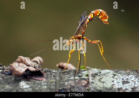 Weibliche Riesen Ichneumon Wasp (Megarhyssa Macrurus) - Pisgah National Forest - Brevard, North Carolina USA Stockfoto