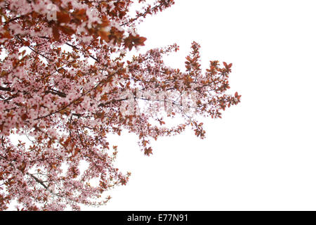Blühten Kirschbaum auf weißem Hintergrund Stockfoto