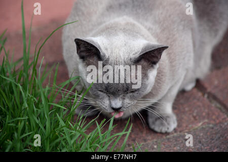 Katze essen grass Stockfoto