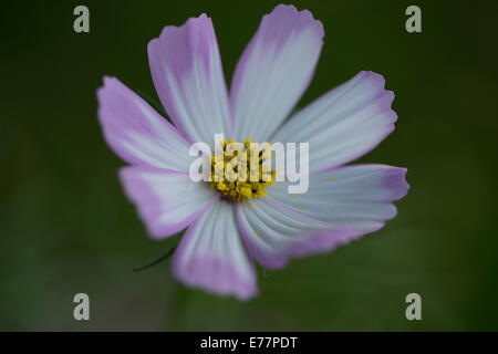 schöne Blume Stockfoto