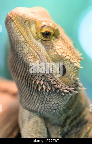 Eine Nahaufnahme einer Bearded Dragon Eidechse Stockfoto