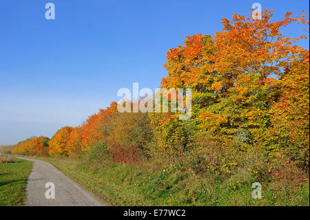 Laubbäume auf einem Wanderweg in Herbst, North Rhine-Westphalia, Deutschland Stockfoto