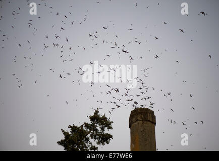 Roseburg, Oregon, USA. 8. Sep, 2014. Als die Dämmerung hereinbricht, Schlag Hunderte von Vauxs Mauersegler in ihren Schlafplatz Platz innerhalb einer ungenutzten Schornstein ein Gemeindezentrum in Roseburg. Die Herde von Vauxs Mauersegler, auch bekannt als Schornstein Mauersegler, verwenden Sie die Struktur jedes Jahr für ein paar Wochen während ihrer jährlichen Wanderung durch die Gegend. Bildnachweis: Robin Loznak/ZUMA Draht/Alamy Live-Nachrichten Stockfoto