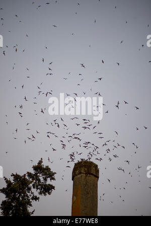 Roseburg, Oregon, USA. 8. Sep, 2014. Als die Dämmerung hereinbricht, Schlag Hunderte von Vauxs Mauersegler in ihren Schlafplatz Platz innerhalb einer ungenutzten Schornstein ein Gemeindezentrum in Roseburg. Die Herde von Vauxs Mauersegler, auch bekannt als Schornstein Mauersegler, verwenden Sie die Struktur jedes Jahr für ein paar Wochen während ihrer jährlichen Wanderung durch die Gegend. Bildnachweis: Robin Loznak/ZUMA Draht/Alamy Live-Nachrichten Stockfoto