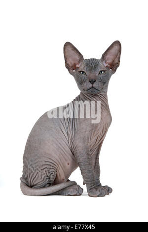 Don Sphynx Kätzchen, 8 Wochen, schwarz Stockfoto