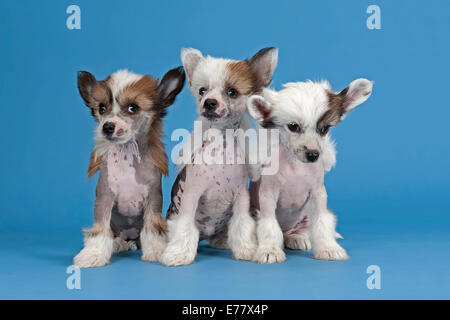 3 Chinesischer Schopfhund Welpen, 7 Wochen, Hairless Stockfoto