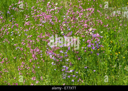 Wildblumen Wiese Kuckuck leichte rote Nelken Glockenblume Stockfoto