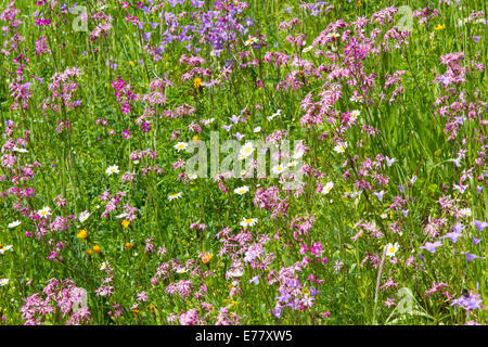 Wildblumen Wiese Kuckuck leichte rote Nelken Glockenblume Stockfoto