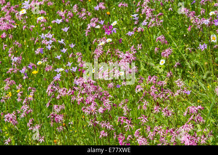 Wildblumen Wiese Kuckuck leichte rote Nelken Glockenblume Stockfoto