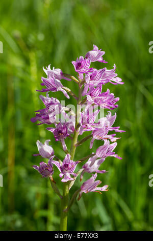 Helmknabenkraut Orchis Militaris militärische Orchidee Stockfoto