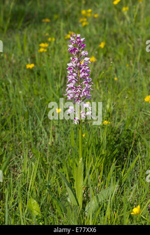 Helmknabenkraut Orchis Militaris militärische Orchidee Stockfoto