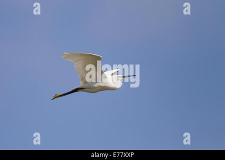 Egretta Garzetta Little Egret Seidenreiher Stockfoto