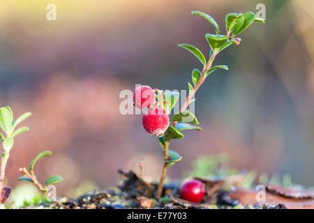 Eine Nahaufnahme Foto auf Preiselbeeren, rote Heidelbeeren mit Frost darauf in Norrbotten, Schweden Stockfoto