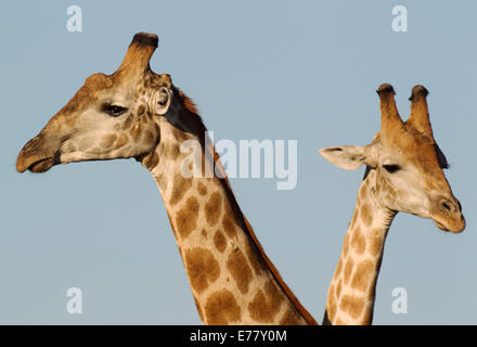 Südlichen Giraffe (Giraffa Giraffe Giraffa), zwei Männchen, Chobe Nationalpark, Botswana Stockfoto