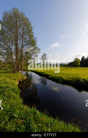 Große Ohe Fluss im Klosterfilz, Sankt Oswald-Riedlhütte, in der Nähe von Riedelhütte, Nationalpark Bayerischer Wald, Niederbayern Stockfoto