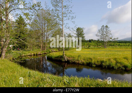 Große Ohe Fluss im Klosterfilz, Sankt Oswald-Riedlhütte, in der Nähe von Riedelhütte, Nationalpark Bayerischer Wald, Niederbayern Stockfoto