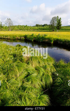 Große Ohe Fluss im Klosterfilz, Sankt Oswald-Riedlhütte, in der Nähe von Riedelhütte, Nationalpark Bayerischer Wald, Niederbayern Stockfoto