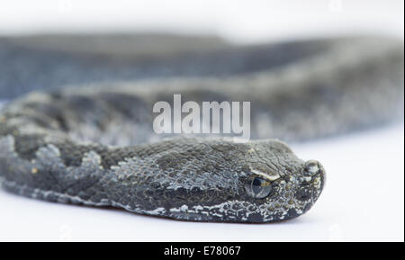 Viper Schlange Baby, Vipera latastei Stockfoto