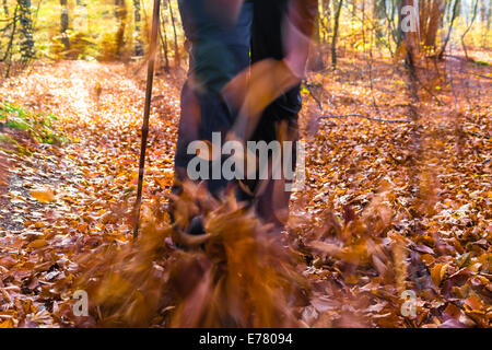 Beine des Mannes pflegen Herbst im Wald Nordic walking Stockfoto