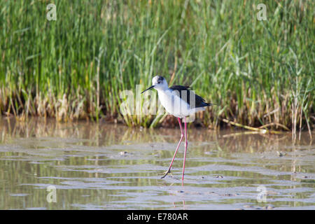 Schwarz-winged Stilt gemeinsame Stelzenläufer Himantopus Himantopus Stelzenlaeufer Stockfoto