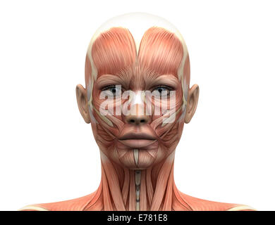 Weibliche Kopf Muskeln Anatomie - Vorderansicht Stockfoto