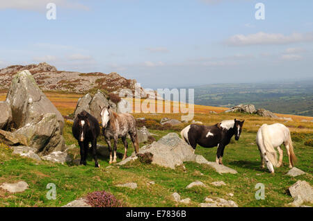 Wildpferde auf den Preseli Hills in der Nähe von Carn Ingli Pembrokeshire Wales Cmru UK GB Stockfoto