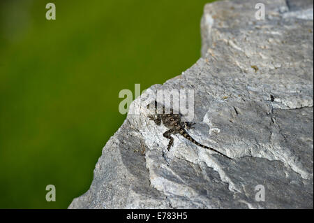 Süd-Afrika, Kap-Halbinsel, juvenile Southern Rock Agama oder Knobel Agama Agama atra Stockfoto