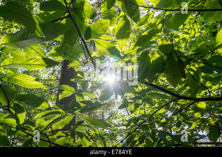 Sommersonne scheint durch die Blätter im Wald in Surrey Hills Stockfoto