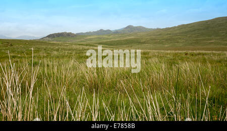 Weite Landschaft der hohen Cumbria Fells mit smaragdgrünen Wiesen bis fernen schroffen Berggipfel unter blauem Himmel im Lake District, England Stockfoto