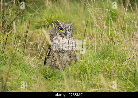 Uhu Stockfoto