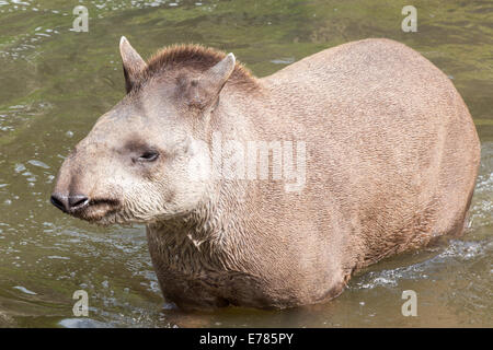 Südamerikanische Tapir waten - Kopf auf Schuss Stockfoto