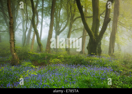 Glockenblumen im Nebel, die Wälder nr Minterne Magna, Dorset, England, UK Stockfoto