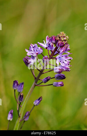 Herbst-Blaustern Blüte in Home Park. Hampton Court Palace, London, England. Stockfoto