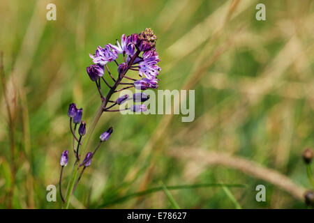 Herbst-Blaustern Blüte in Home Park. Hampton Court Palace, London, England. Stockfoto