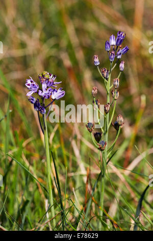 Herbst-Blaustern Blüte in Home Park. Hampton Court Palace, London, England. Stockfoto