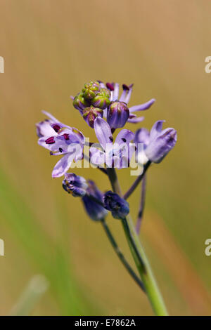 Herbst-Blaustern Blüte in Home Park. Hampton Court Palace, London, England. Stockfoto