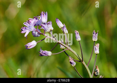 Herbst-Blaustern Blüte in Home Park. Hampton Court Palace, London, England. Stockfoto