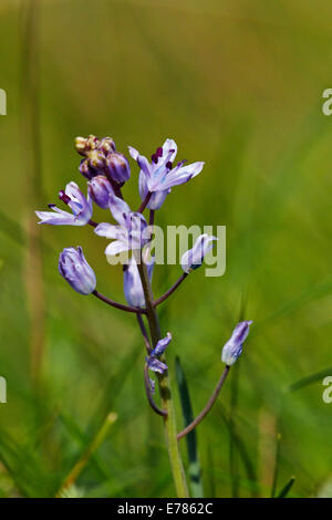 Herbst-Blaustern Blüte in Home Park. Hampton Court Palace, London, England. Stockfoto