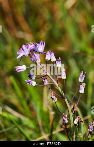 Herbst-Blaustern Blüte in Home Park. Hampton Court Palace, London, England. Stockfoto