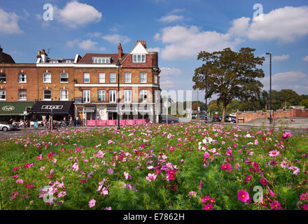 Kosmos-Blumen auf einer Verkehrsinsel an der Themse an der Hampton Court Bridge. East Molesey, Surrey, England. Stockfoto