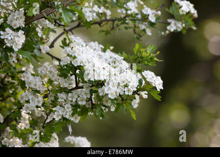 Gemeinsamen Weißdorn Blumen Crataegus monogyna Stockfoto