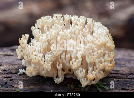 Krone-tipped Coral Pilz, Artomyces pyxidatus Stockfoto