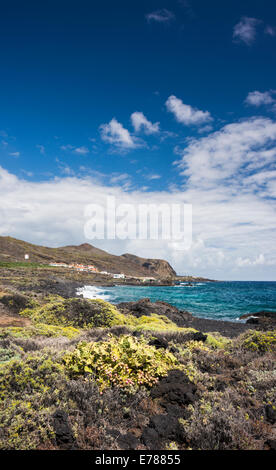 Die felsige Küste zwischen La Salemera und La Cangrejera im östlichen La Palma, mit Feigenkaktus und blühenden salado Stockfoto