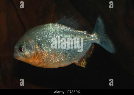 Ein Red-bellied pianha Fisch. Stockfoto
