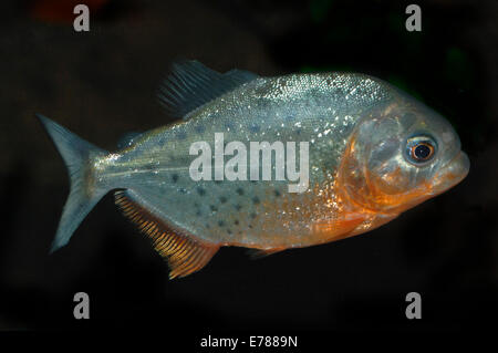 Ein Red-bellied pianha Fisch. Stockfoto
