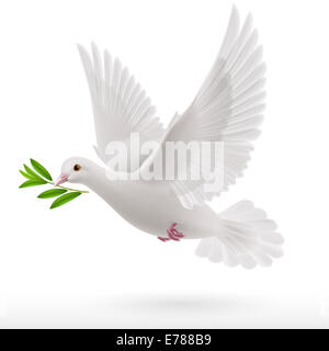 Taube mit einem grünen Zweig im Schnabel fliegen Stockfoto