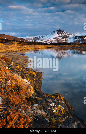 Flechten Sie auf den Felsen von Budhraun Lava-Felder, mit Maelifell, Budir, Snaefellsnes Halbinsel, West-Island Stockfoto