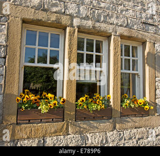 3 Balkonkästen mit bunten Displays von Stiefmütterchen Außenfenster Steinhaus im englischen Dorf Castleton Stockfoto